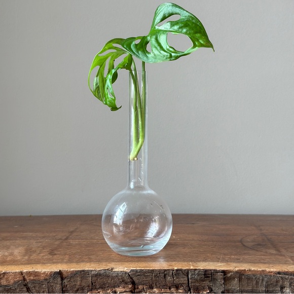 Vintage Clear Glass Propagation Vase Plant Bud Vase - Picture 9 of 9